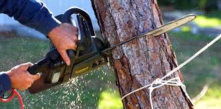 How Our Tree Care Process Works  in Etna, PA